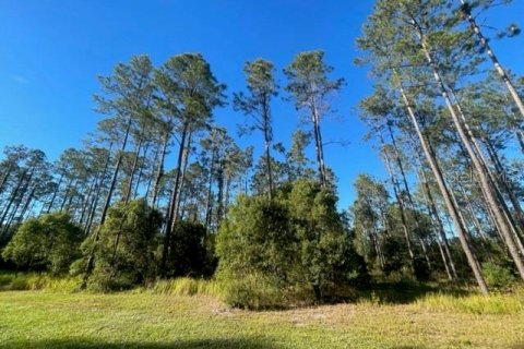 Land in Lutz, Florida № 1275247 - photo 4