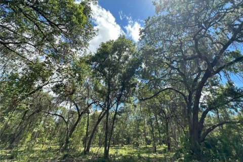 Land in Reddick, Florida № 1337556 - photo 11