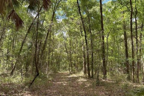 Land in Reddick, Florida № 1337556 - photo 2