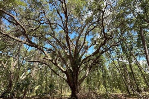 Terreno en venta en Reddick, Florida № 1337556 - foto 7