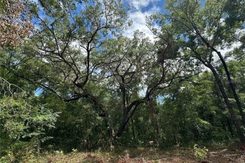 Land in Reddick, Florida № 1337556 - photo 5