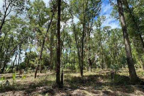 Land in Reddick, Florida № 1337556 - photo 6