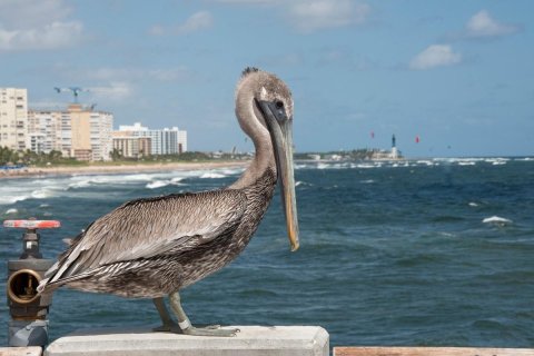 Condo in Pompano Beach, Florida, 2 bedrooms  № 1127927 - photo 2