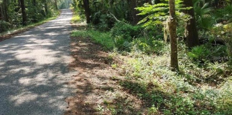 Terrain à Micanopy, Floride № 1297513