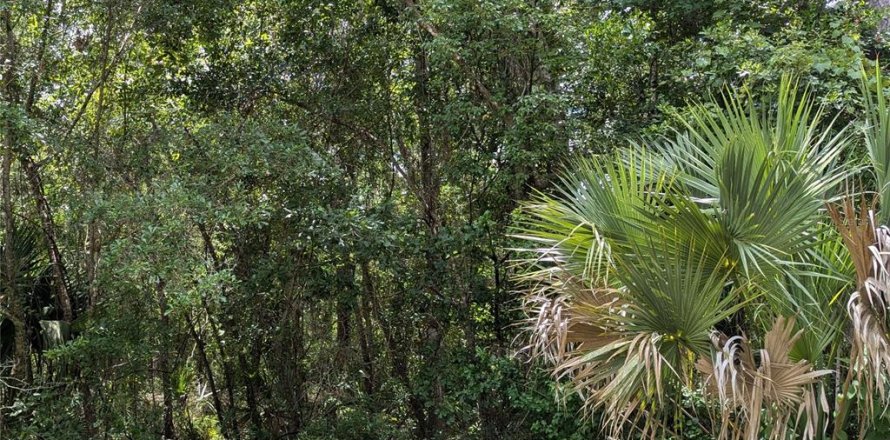 Terreno en Micanopy, Florida № 1248354