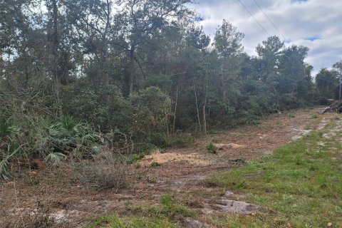 Land in DeLand, Florida № 824554 - photo 2