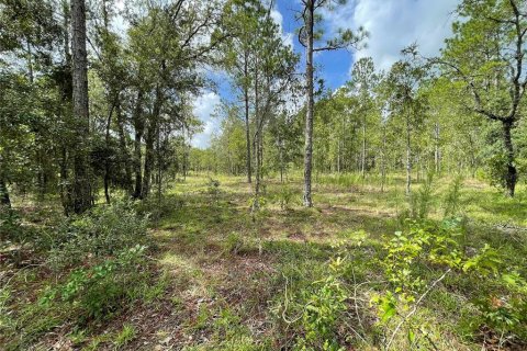 Land in Morriston, Florida № 1295365 - photo 5