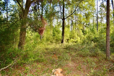 Land in White Springs, Florida № 1280442 - photo 11