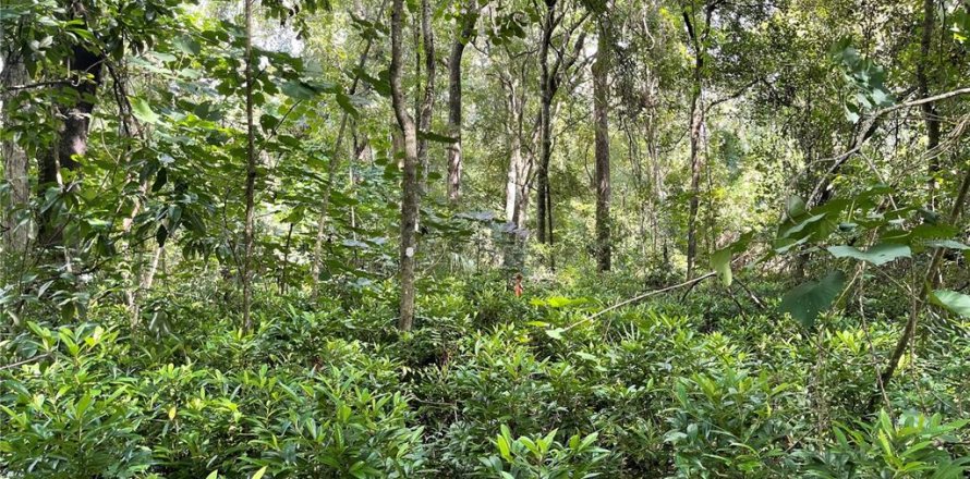 Terrain à Gainesville, Floride № 1351155