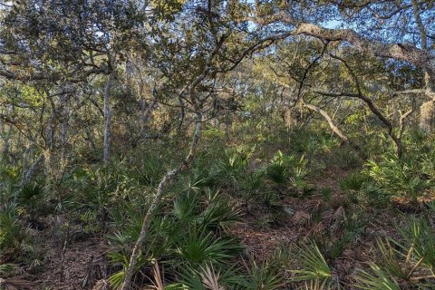 Land in Clermont, Florida № 1346754 - photo 21