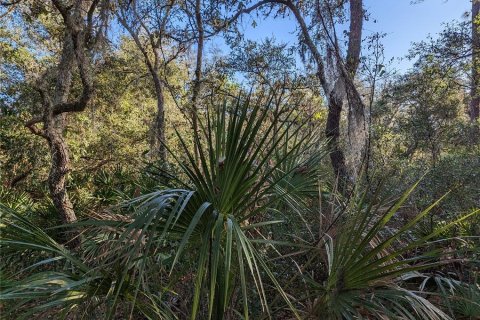 Land in Clermont, Florida № 1346754 - photo 27