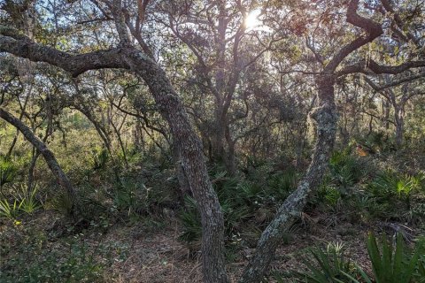 Land in Clermont, Florida № 1346754 - photo 20