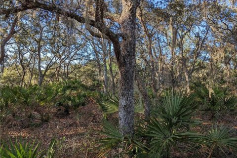 Land in Clermont, Florida № 1346754 - photo 10