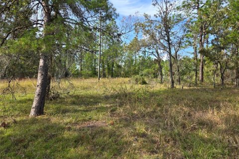 Terreno en venta en Williston, Florida № 1433809 - foto 7