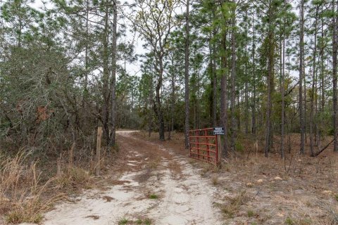 Terrain à vendre à Dunnellon, Floride № 1369827 - photo 2