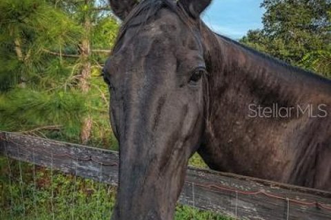 Terreno en venta en Eustis, Florida № 1422834 - foto 2