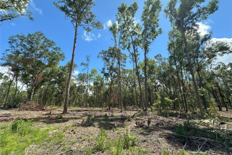 Land in Reddick, Florida № 1337555 - photo 7