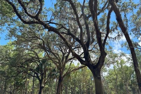 Land in Reddick, Florida № 1337555 - photo 9