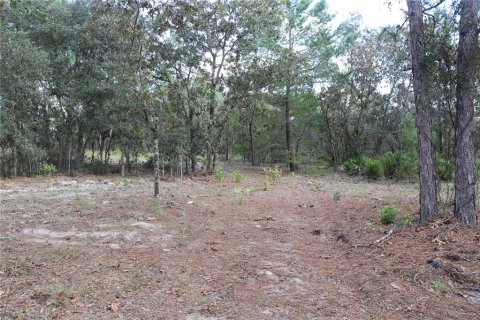 Land in Dunnellon, Florida № 1389374 - photo 8