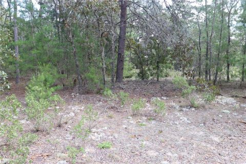 Land in Dunnellon, Florida № 1389374 - photo 1