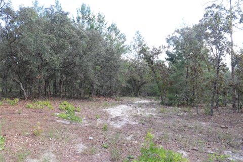 Land in Dunnellon, Florida № 1389374 - photo 15