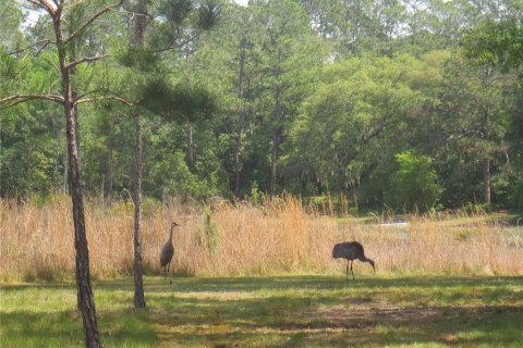 Land in Silver Springs Shores, Florida № 1277586 - photo 25