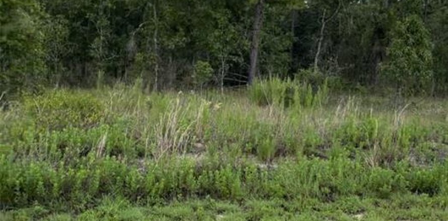 Terrain à Dunnellon, Floride № 1298362