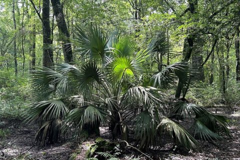 Land in Lake City, Florida № 1278863 - photo 15